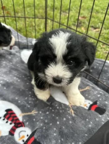 Toy/Mini Aussiedoodle !