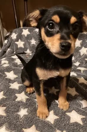 Dodger