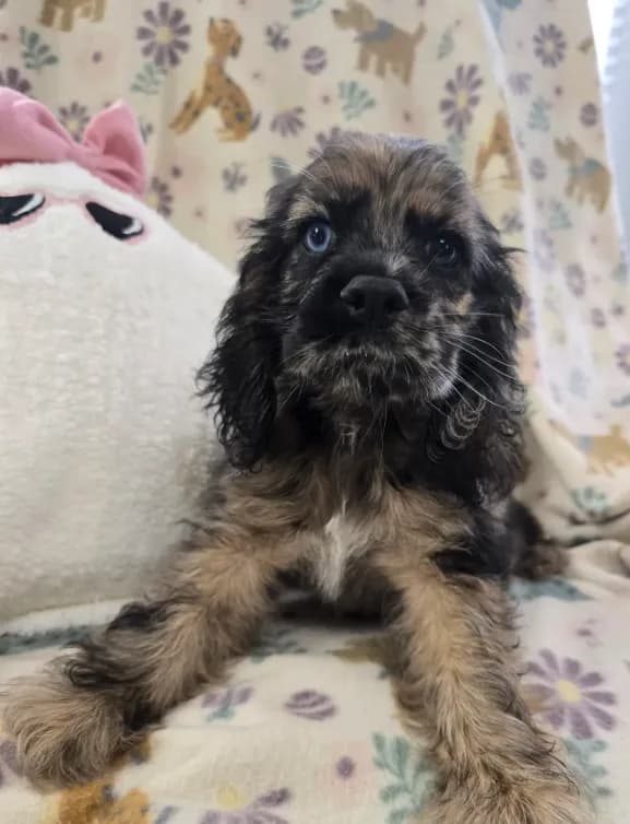 Rare Merle