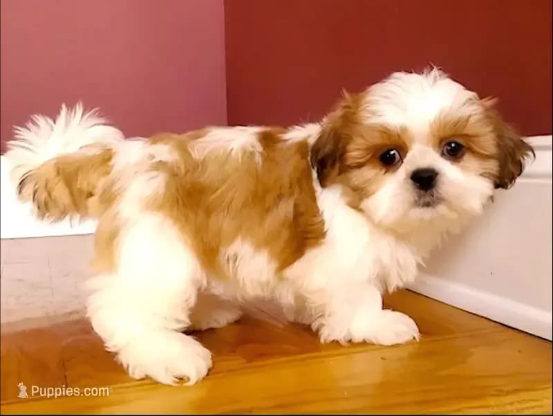 Shih Tzu Female Tiny! "I'm Your Dram Baby"