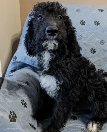 Tux