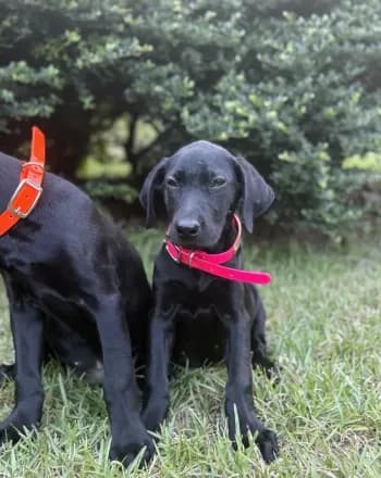 Betsy- Champion Bloodlines