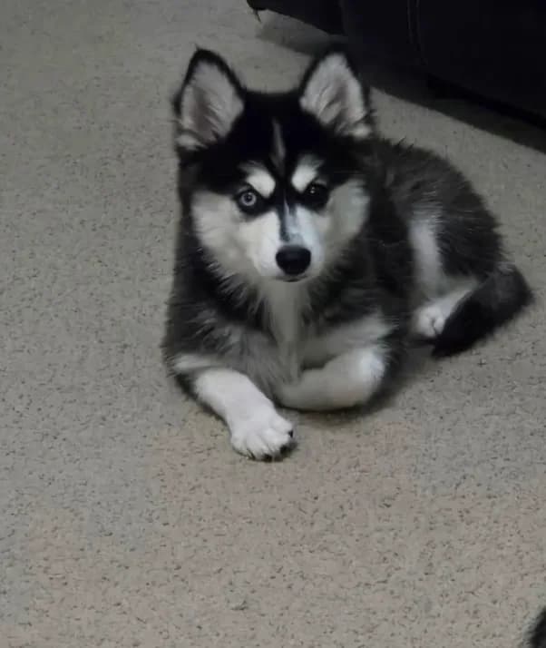 Nala