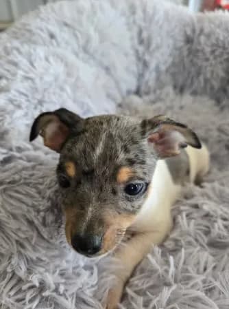 Lila