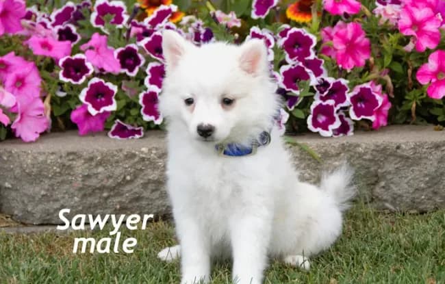 Sawyer