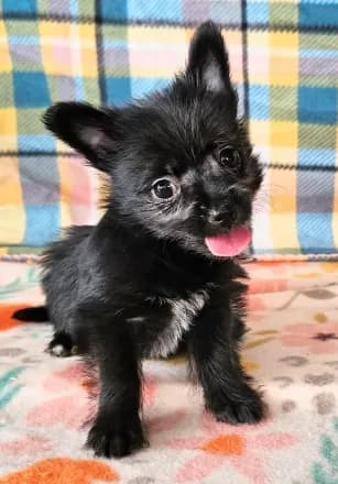 Onyx