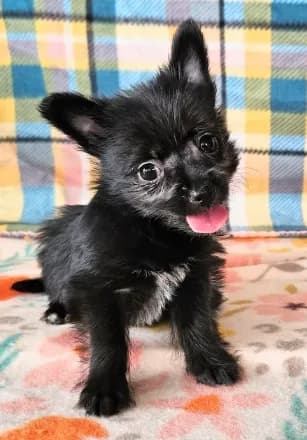 Onyx