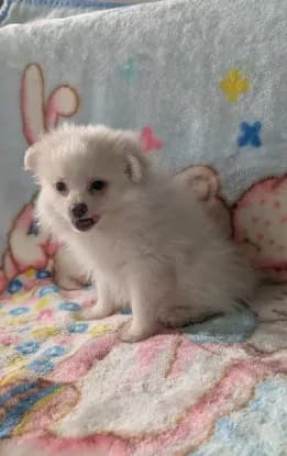 Benji