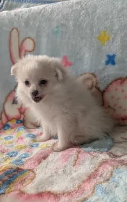 Benji