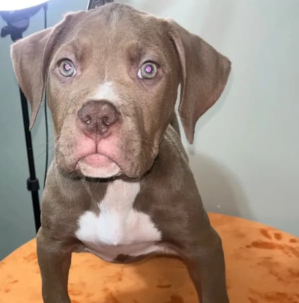 XL AMERICAN BULLY…