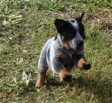 AKC Cinch
