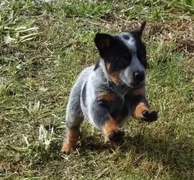 AKC Cinch