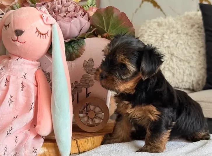 tommy