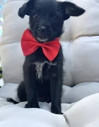 Chichi
