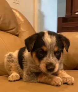 Bandit