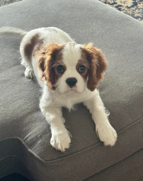 Luella