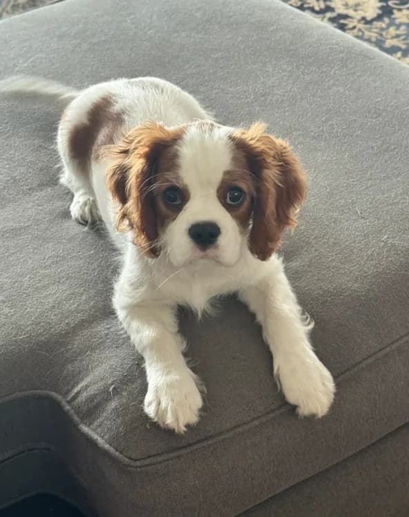 Luella