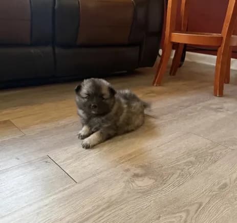 Mochi
