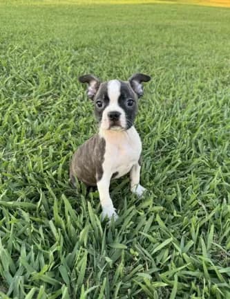 Lola