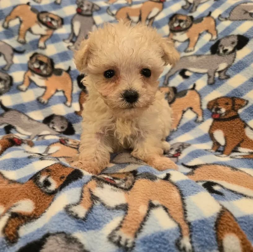 Yorkiepoo /Maltese