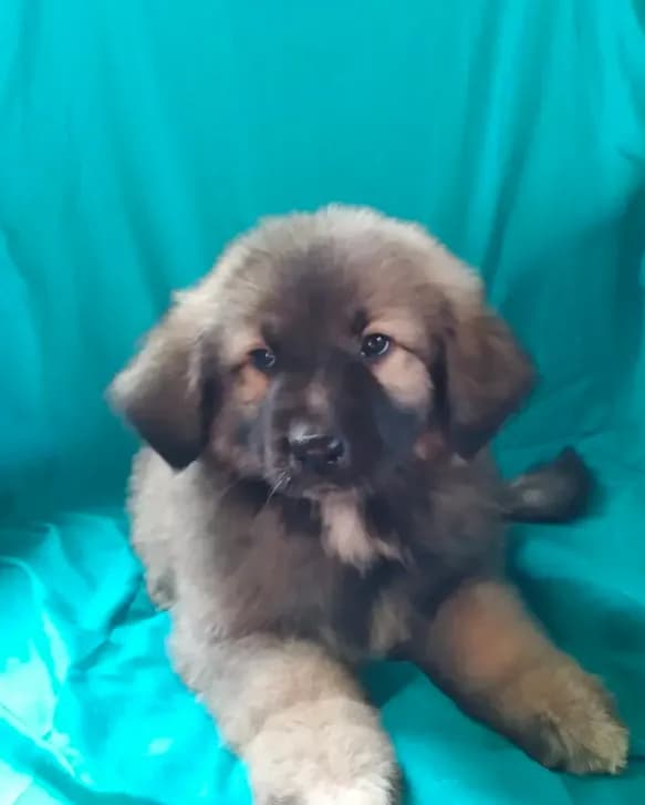 KING SHEPHERD