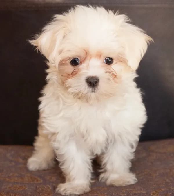 Sweetie