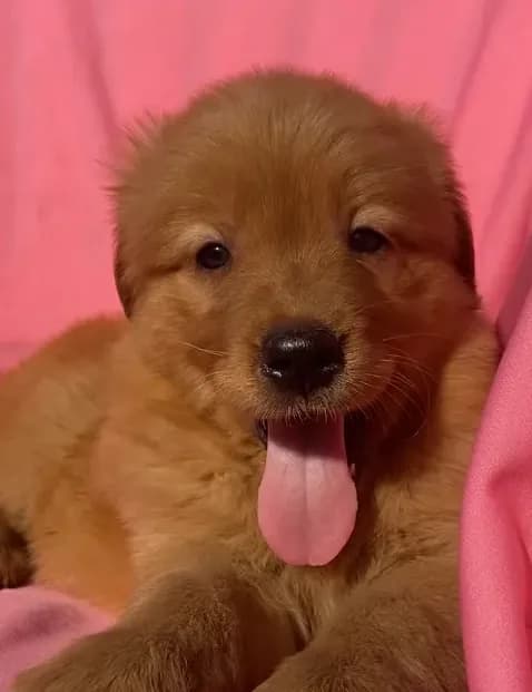 Ruby