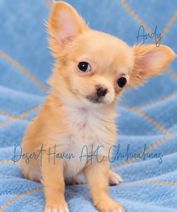 Andy - AKC Perfect Pet