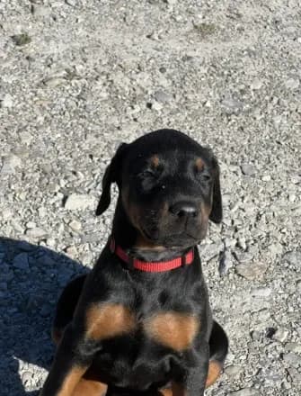 Doberman