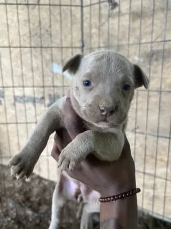 Mocha