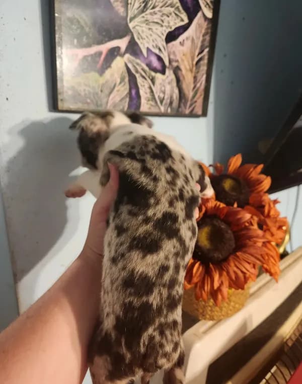 Merle female