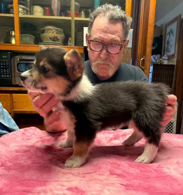 WC1Tri Female Corg