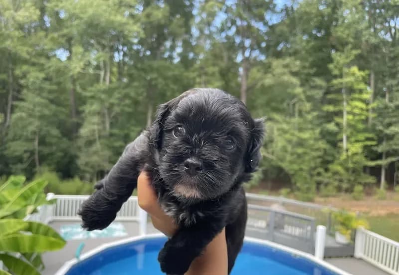 Puppy 2