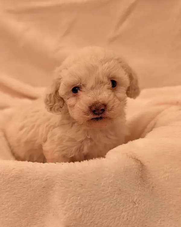Lola