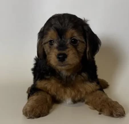 Healthy Puppy