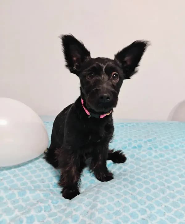 Black Yorkie Girl