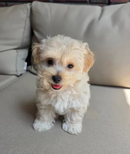 Teddy