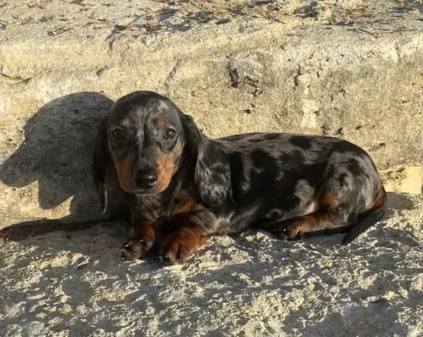 Pebbles