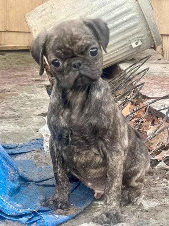 Brindle boy