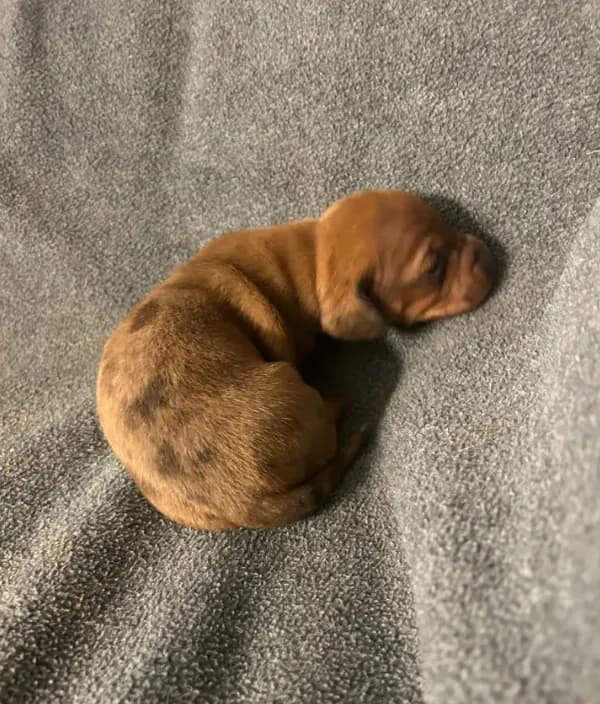 Dollys dapple male