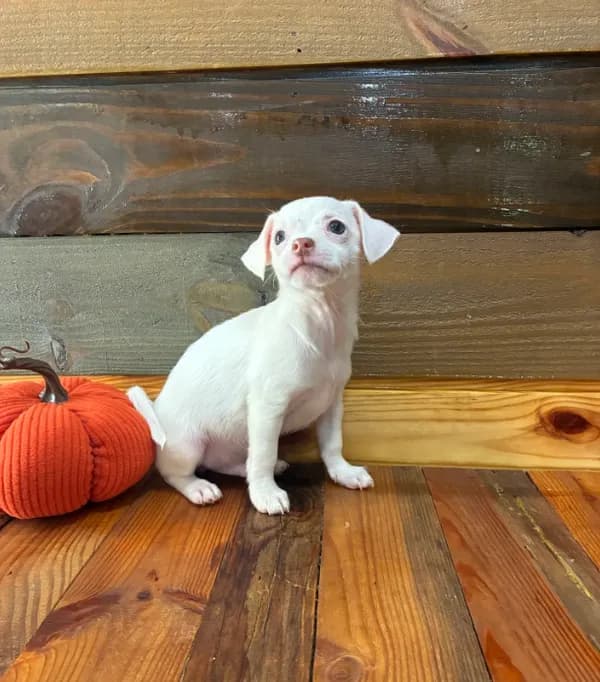 Sebastian