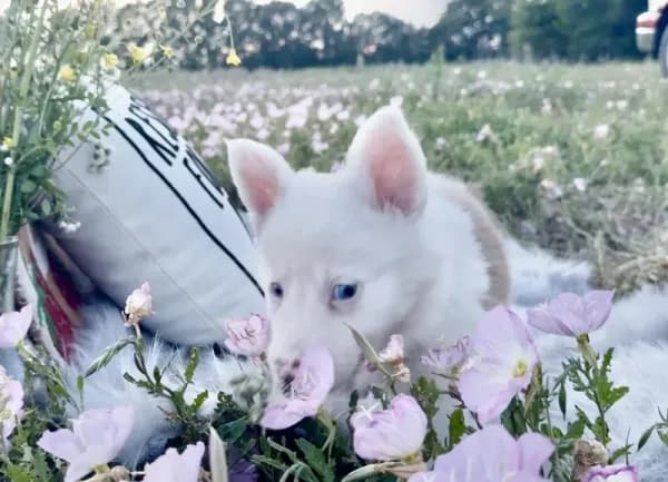 🔥PRICE DROP Red Merle Border Collie ~ Cupid