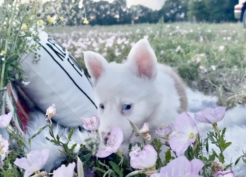 🔥PRICE DROP Red Merle Border Collie ~ Cupid