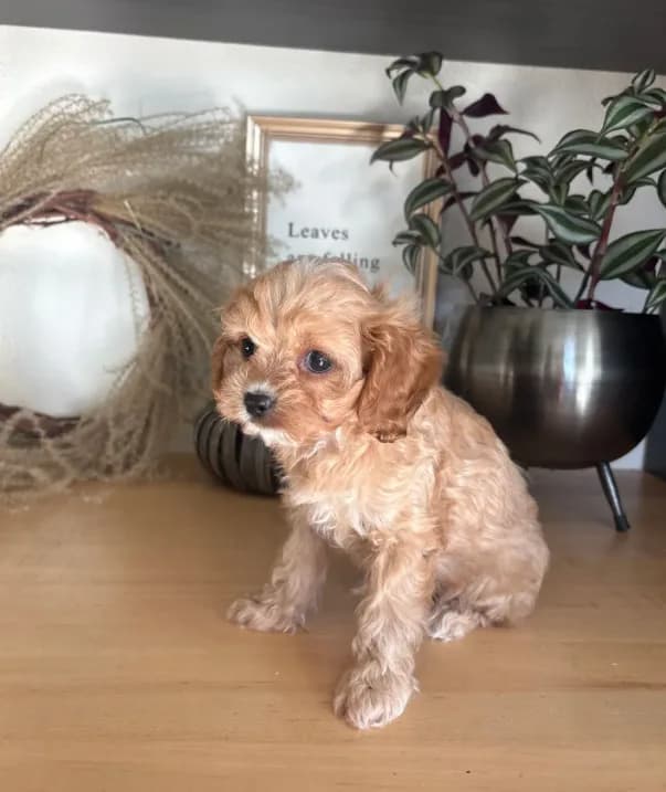 Josie