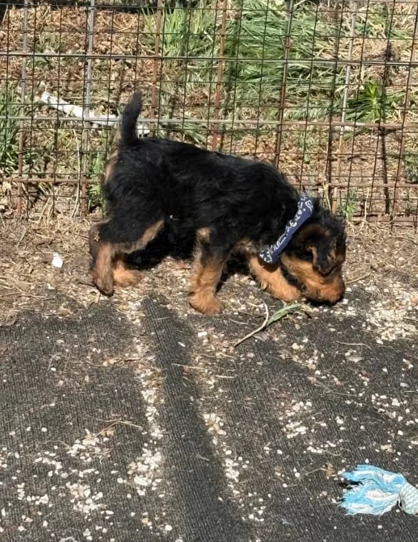 Jax