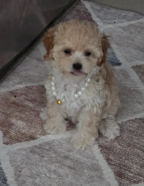 TOY POODLE FEMALE