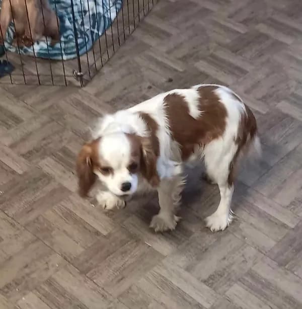 AKC Prince william