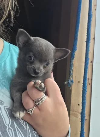 Pluto
