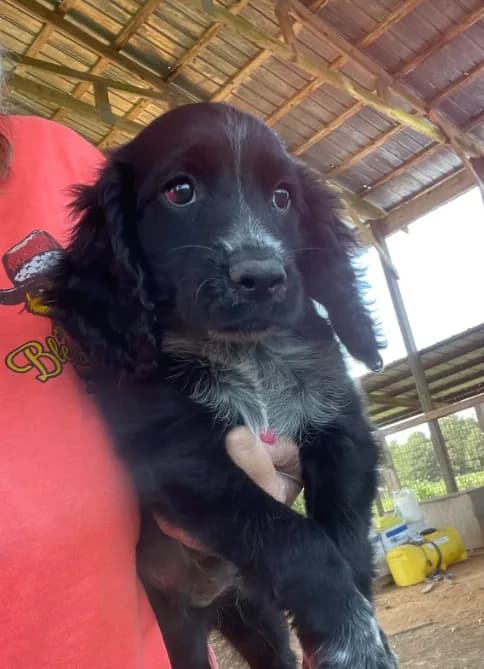Black Male