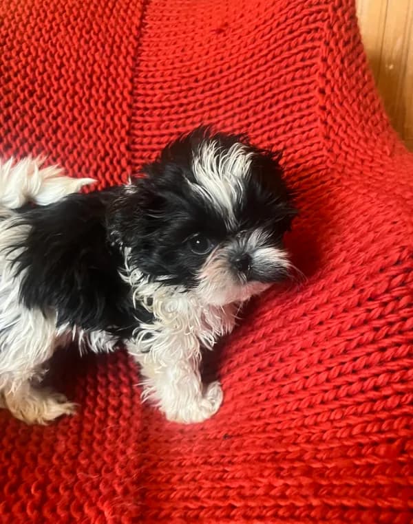Puppy